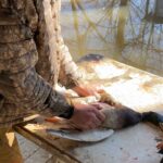 Bir Ördeği Ne Kadar Çabuk Temizlemeniz Gerekir? Bir Ördeği Ne Kadar Çabuk Temizlemeniz Gerekir?