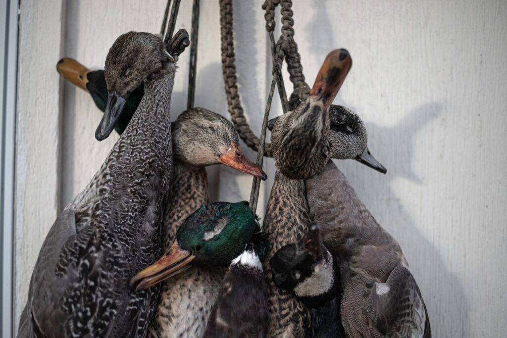 Bir Ördeği Temizlemeden Önce Ne Kadar Süre Asmanız Gerekir? 2 Bir Ordegi Temizlemeden Once Ne Kadar Sure Asmaniz Gerekir