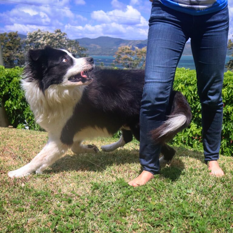 İtaat Eğitimi Köpekleri Yorar mı?