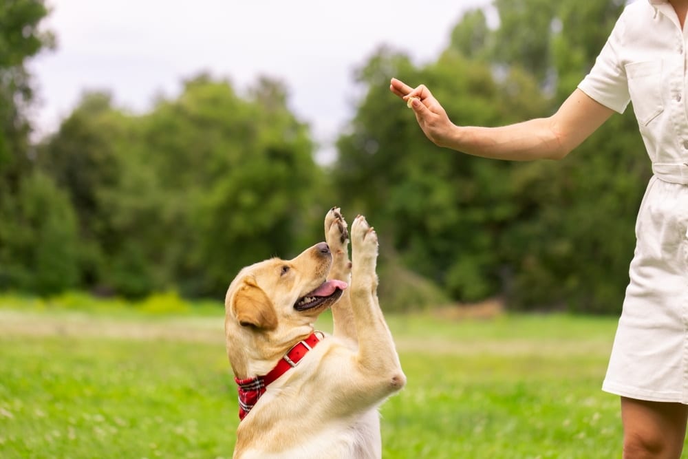 Köpeğinize Öğretebileceğiniz En Havalı Numara Nedir?