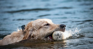 Kopeginizi-Ordek-Yakalamasi-icin-Nasil-Egitirsiniz