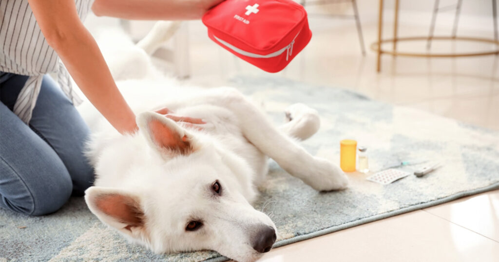Bir Köpek İlk Yardım Çantasında Neye İhtiyacım var?