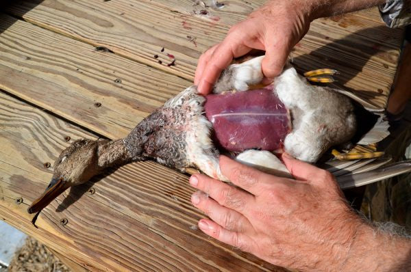 Bir Ördeği Ne Kadar Çabuk Temizlemeniz Gerekir? 2 Ordegi Nasil Temizlemeniz Gerekir