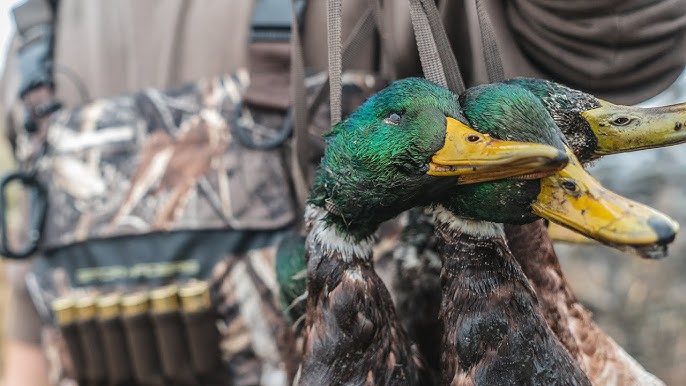 Bir Ördeği Temizlemeden Önce Ne Kadar Süre Asmanız Gerekir? 1 Bir Ördeği Temizlemeden Önce Ne Kadar Süre Asmanız Gerekir?