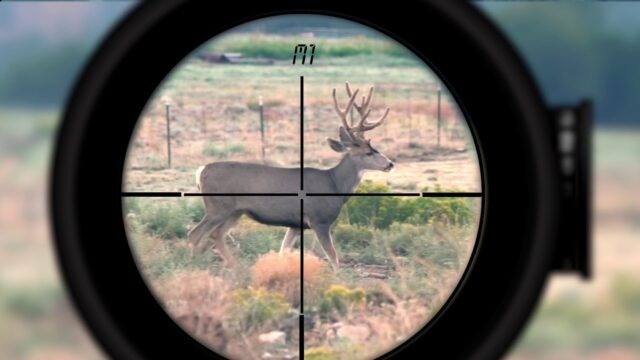 Bir Geyiği Vurmak için En İyi Mesafe Nedir?