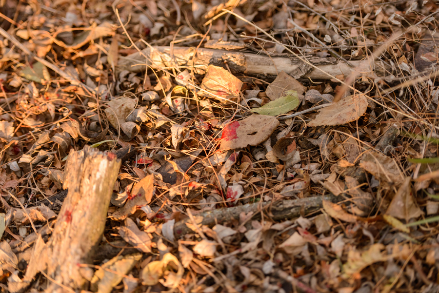 Bir Geyiğin Kan İzini Takip Etmek için Ne Kadar Beklemelisiniz? 1 Bir Geyiğin Kan İzini Takip Etmek için Ne Kadar Beklemelisiniz?
