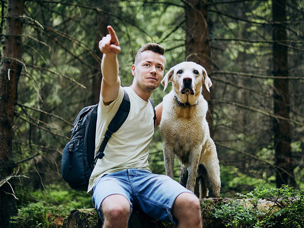 Bir Köpeğe İşaret Etmeyi Anlamayı Öğretebilir misiniz?