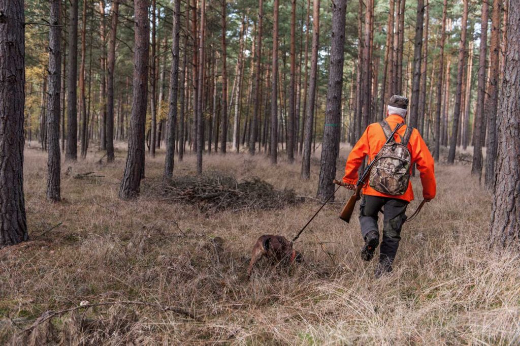 Bir Av Köpeği Nasıl Koku Eğitimi Alır? 1 Bir Av Köpeği Nasıl Koku Eğitimi Alır?