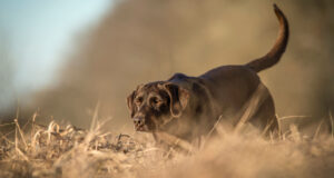 Av-Kopegi-ile-Ne-Yapilmamalidir