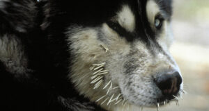 Bir-Kopekten-Kirpi-Tuylerini-Cikarma