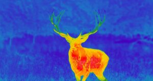 Gece Görüşü ile Geyik Boynuzlarını Görebilir misiniz? Gece-Gorusu-ile-Geyik-Boynuzlarini-Gormek