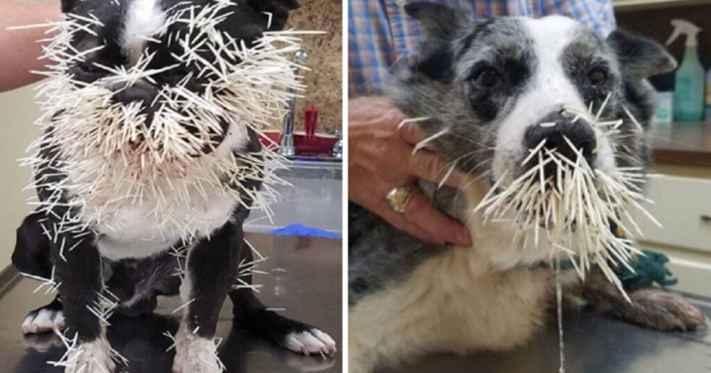 Bir Köpekten Kirpi Tüylerini Çıkarın