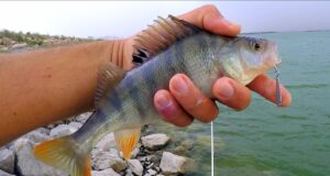 Yem Çivileri Nasıl Kullanılır? Yem-Civileri-Nasil-Kullanilir