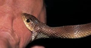 Yilan-İsiriklarinin-Kapanmasi