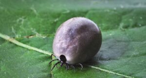 Ağaçta Kene Olur mu? Agacta-Keneler-Olur-mu