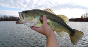 Balık Tutarken Isırıkları Tespit Etme Balik-Tutarken-İsiriklari-Tespit-Etme