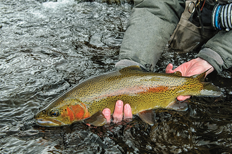 Nehirde En Korkak Alabalik