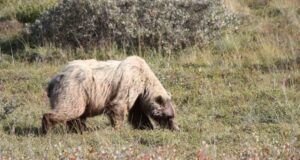 Ayılar En Çok Hangi Kokudan Nefret Eder? Ayi-En-Cok-Hangi-Kokudan-Nefret-Eder