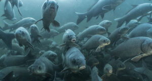 Balıklar Karanlıkta Yemleri Görebilir mi? Baliklar-Karanlikta-Yemleri-Gorur-mu