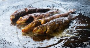 Balik-Kizarttiktan-Sonra-Yagi-Nasil-Temizlenir