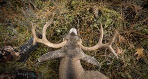 Geyigi-Vurduktan-Sonra-Neden-Bekliyorsunuz