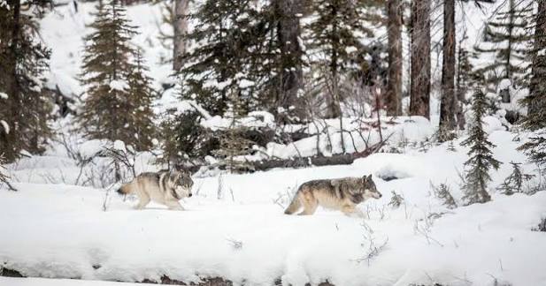 Kanada Geyik Avina Cikan Arkadaslar Kurt Surusuyle Karsilasti